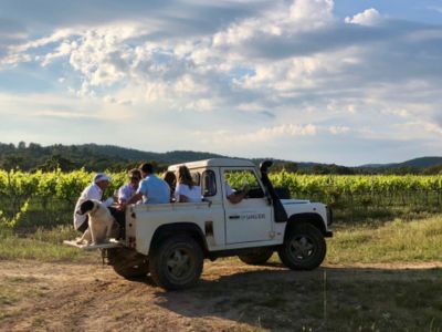 Visit Provence vineyards