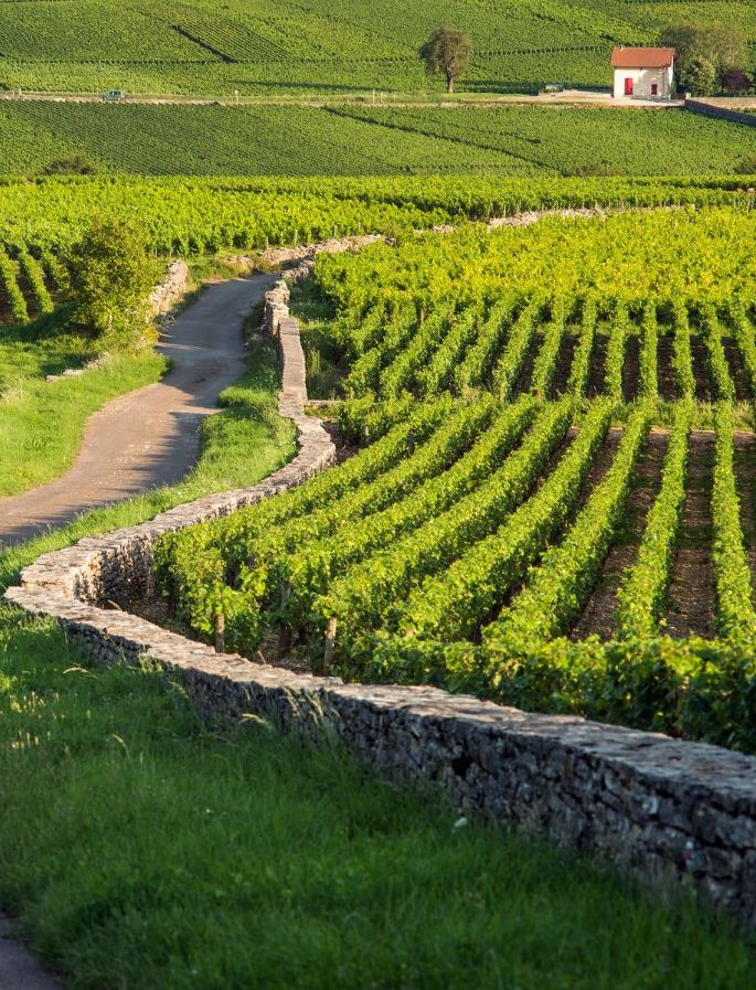 Book Winery Experiences Wine Tour Reservations VinTrail