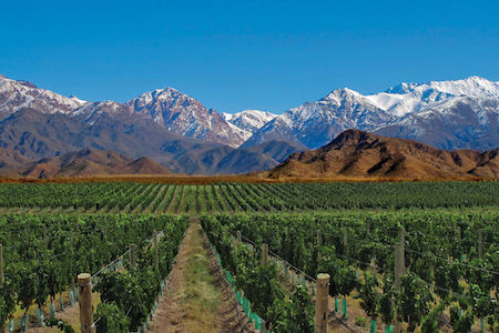 Argentinian Wineries