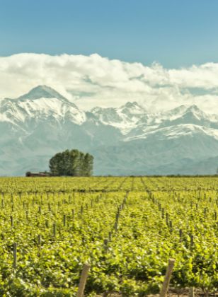 Région viticole de Mendoza