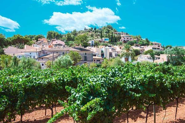 Visit Spanish wineries