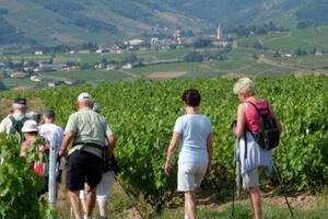 Visitez les vignobles du Beaujolais, France