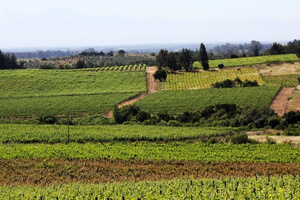 Visitez les vignobles d'Itata, Chili