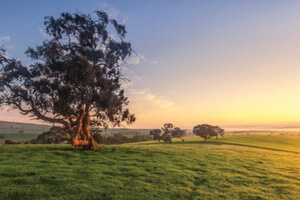Visit Clare Valley wineries