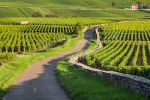 Visitez les domaines viticoles bourguignons
