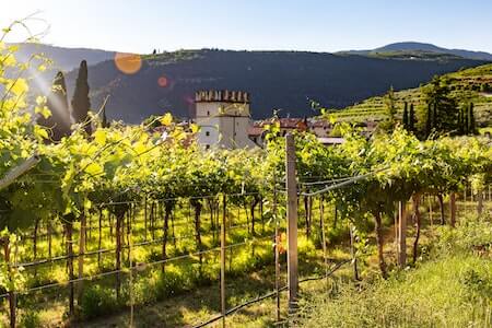Visit Italian Wineries