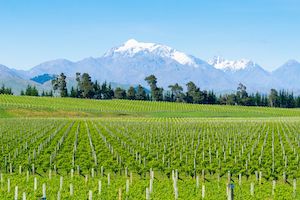 Visit Marlborough Wineries