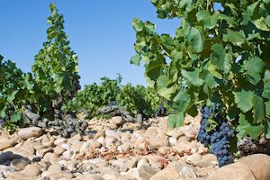 Domaines viticoles de la Vallée du Rhône