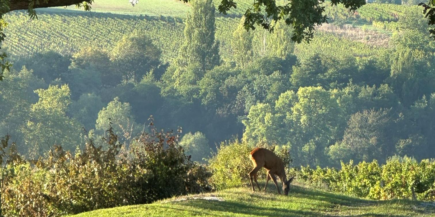 Guided Vineyard Walk