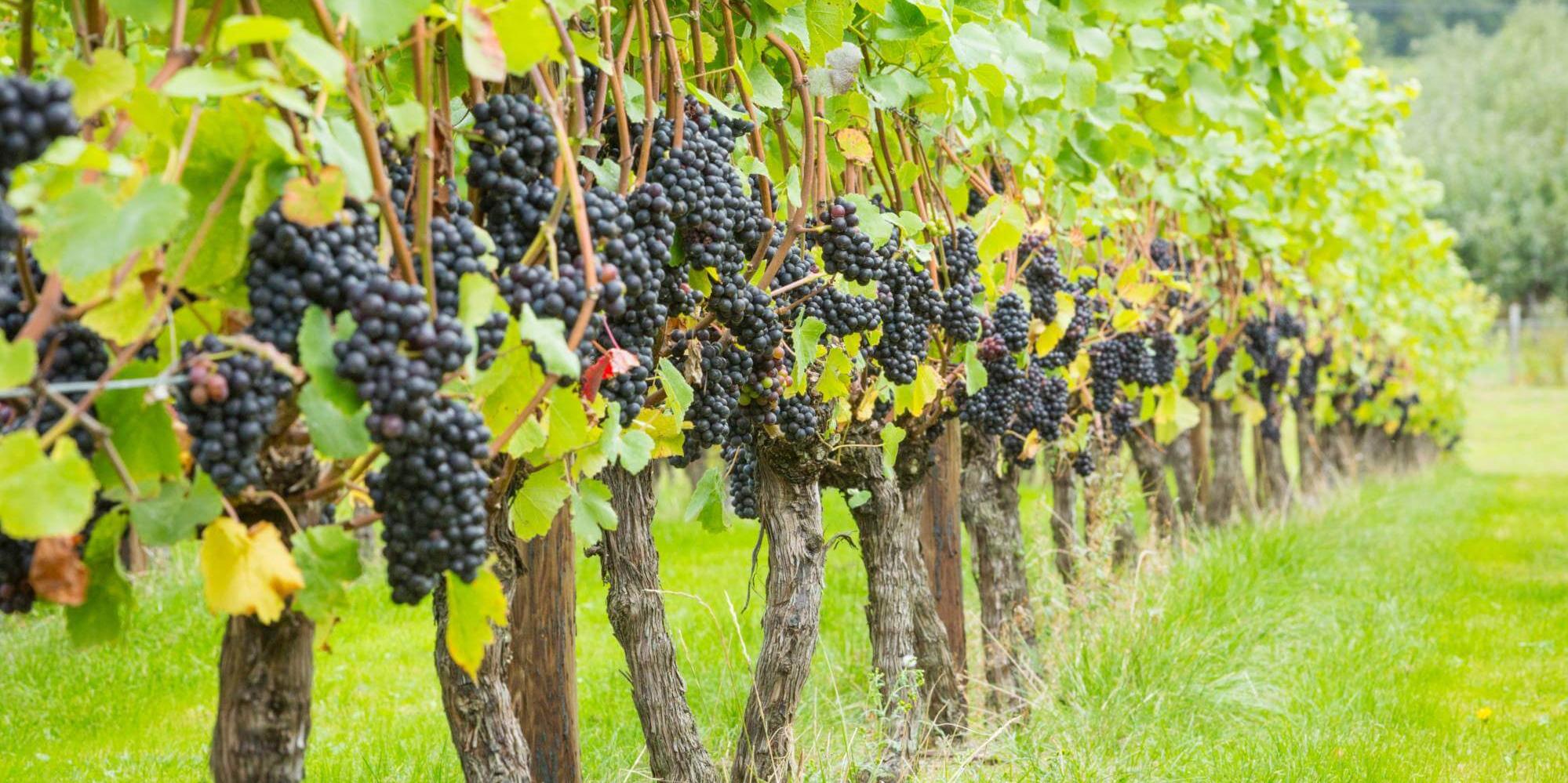 Balfour Winery
